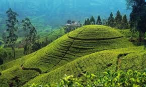 matale
